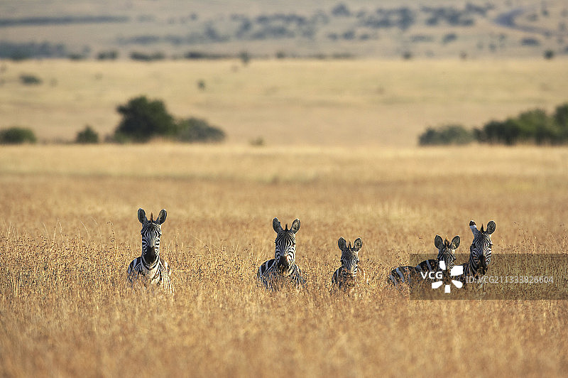 葛氏斑马，肯尼亚马赛马拉图片素材