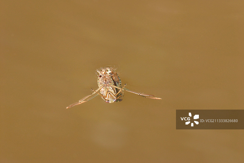 水黾在法国水域交配图片素材