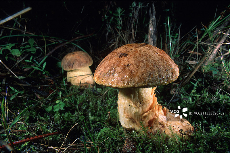 意大利撒丁岛的美味牛肝菌图片素材