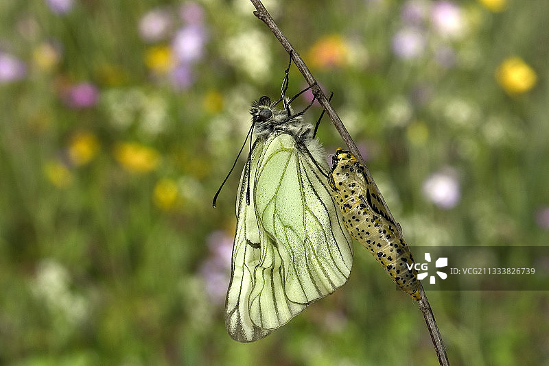 法国索恩-卢瓦尔省的黑脉白蝶图片素材