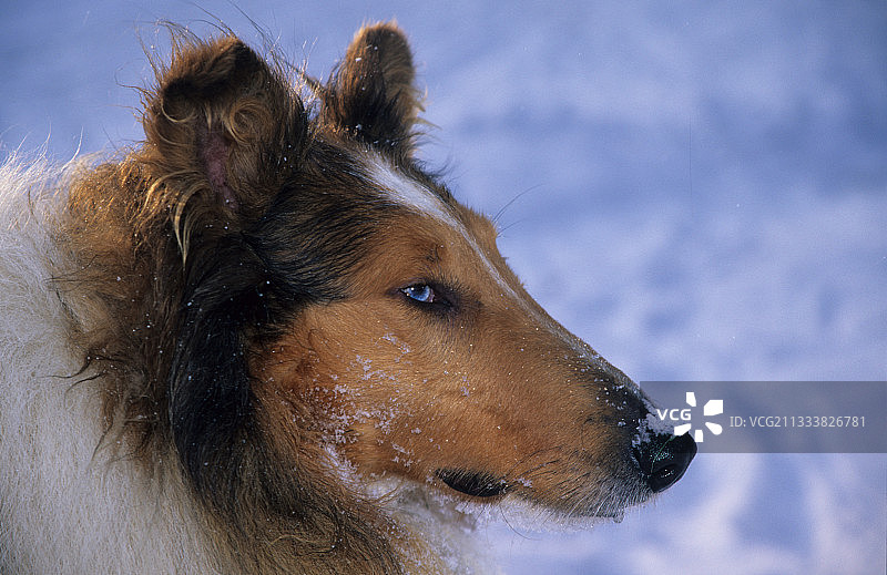 柯利犬的侧面肖像图片素材