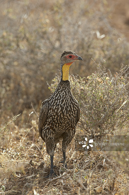 黄颈距翅鹑，肯尼亚桑布鲁国家公园图片素材
