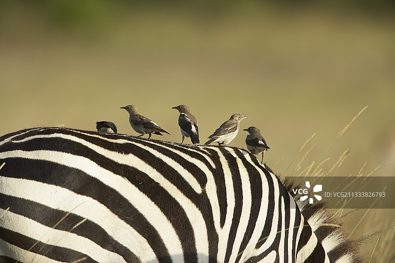 肯尼亚马赛马拉的肉垂椋鸟站在格氏斑马上图片素材