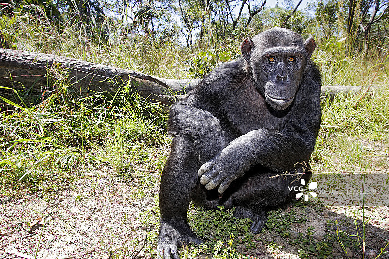 赞比亚好奇的黑猩猩肖像图片素材
