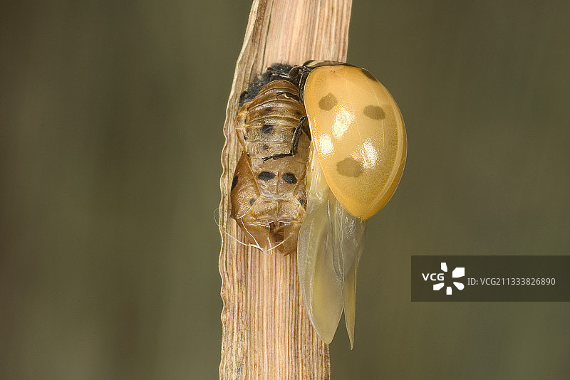 七星瓢虫的出现，勃艮第，法国图片素材