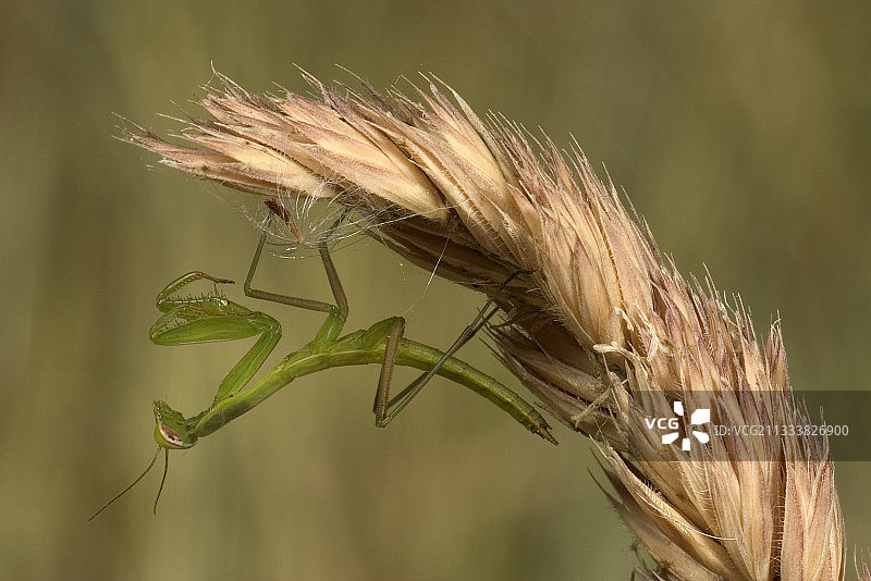 悬挂在法国耳朵上的螳螂幼虫图片素材