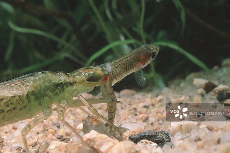 小皇蛾幼虫捕食蚊鱼，意大利撒丁岛图片素材