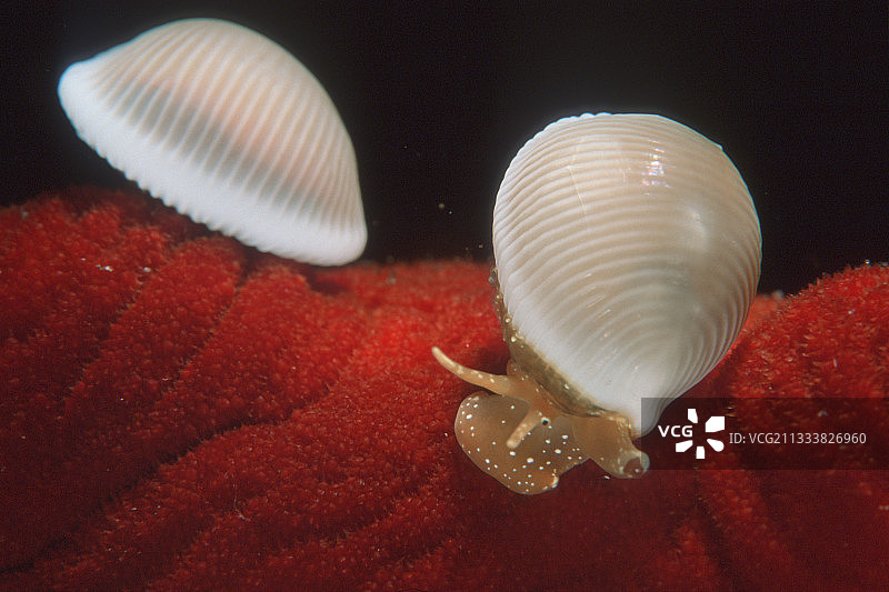 在意大利卡波卡恰萨丁岛的红色海鞘上的两个琐事图片素材