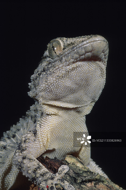 意大利撒丁岛鳄鱼壁虎的肖像图片素材