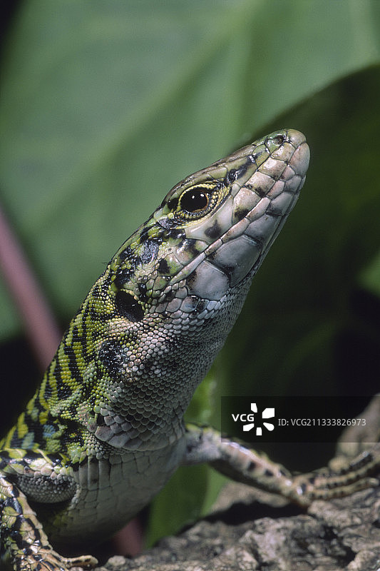 意大利撒丁岛阿尔盖罗的意大利墙蜥肖像图片素材