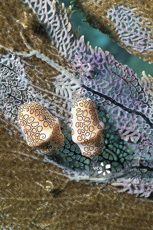 海扇上的眼点火烈鸟舌蜗牛图片素材