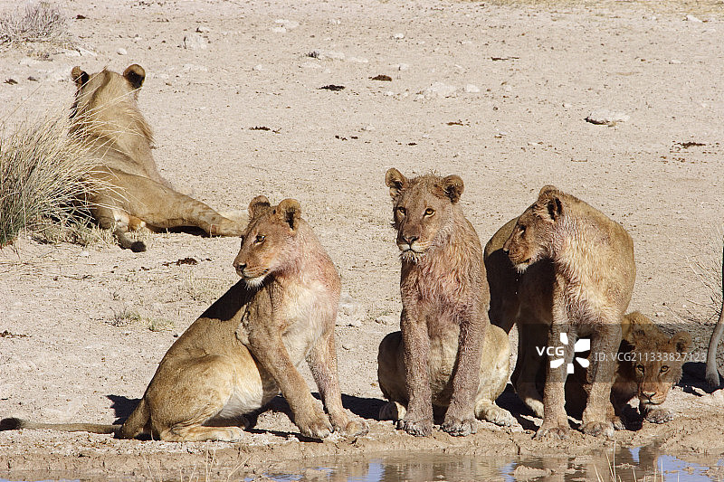 狩猎后在埃托沙休养的狮群图片素材