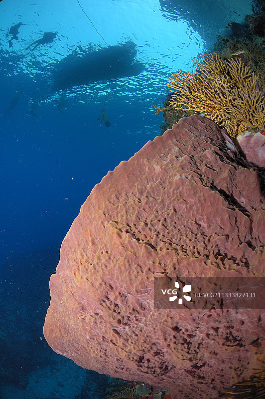 桶状海绵和潜水艇图片素材