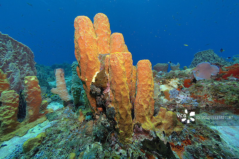 加勒比海的海绵管图片素材
