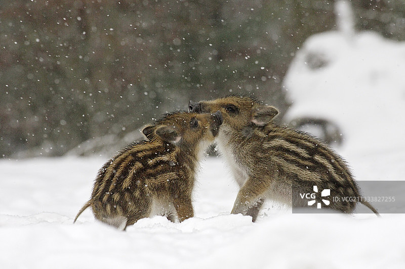 雪地上的野猪幼崽，德国石勒苏益格-荷尔斯泰因图片素材