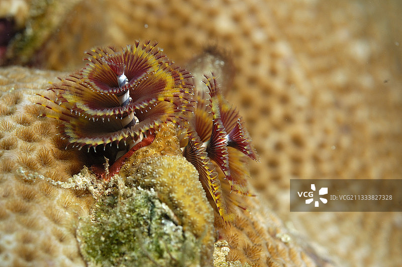 加勒比海的圣诞树蠕虫图片素材