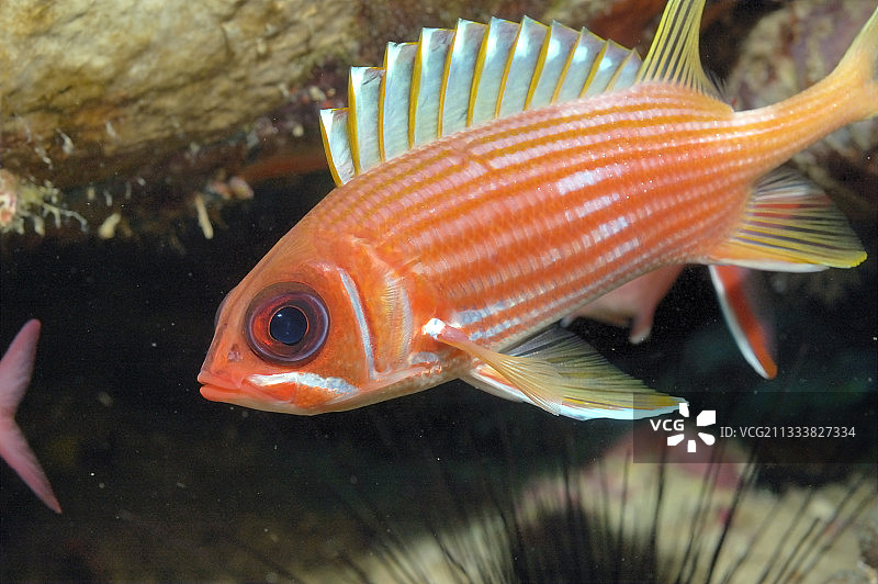 加勒比海的红衣鱼图片素材