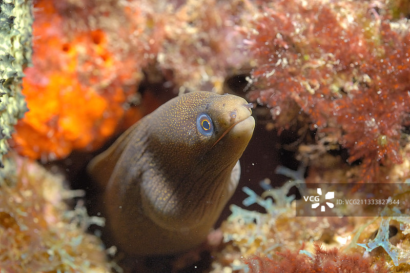 躲藏处入口处的海鳗图片素材
