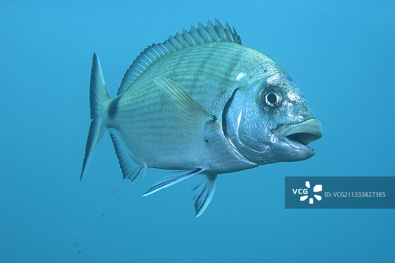 在地中海游泳的白色海鲷图片素材