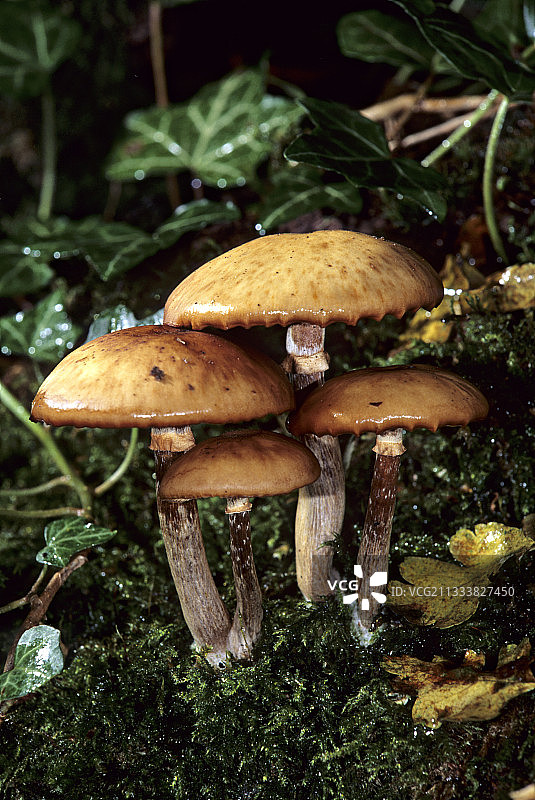 法国苔藓上的鳞伞图片素材