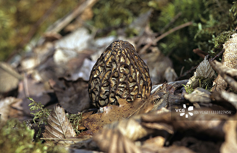 法国林下腐殖质中的羊肚菌图片素材