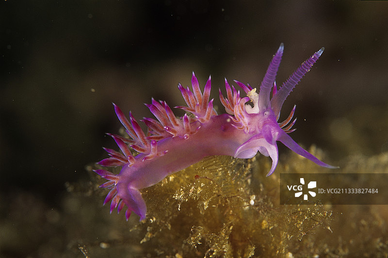地中海紫色海蛞蝓图片素材