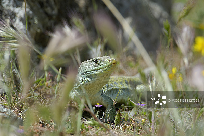 眼斑蜥蜴，西班牙拉塞雷纳埃斯特雷马杜拉图片素材