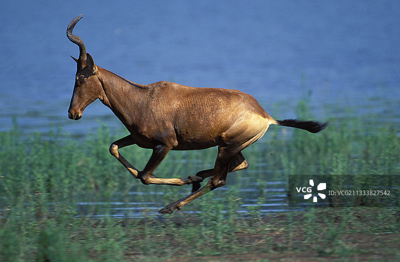 南非米德马尔野生动物保护区奔跑的狷羚图片素材