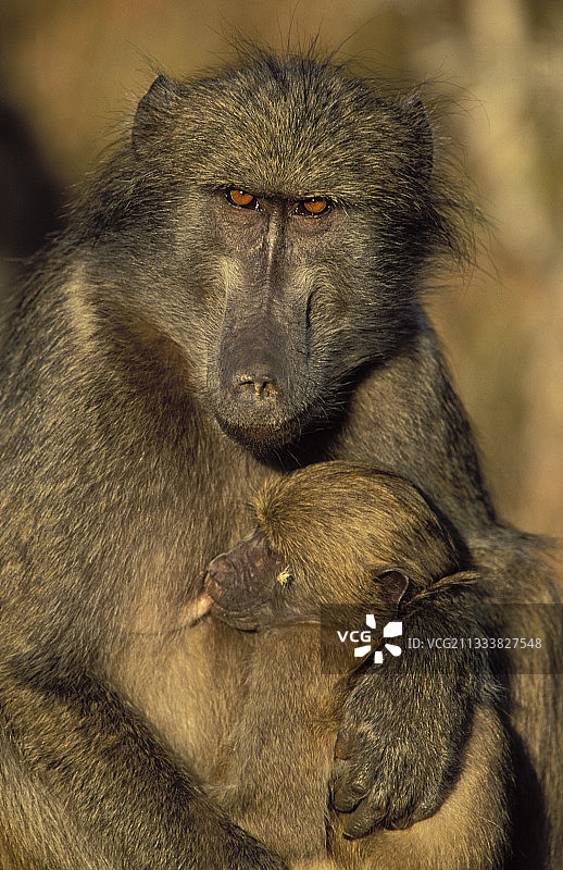 幼年豚尾狒狒在南非吮吸母亲图片素材