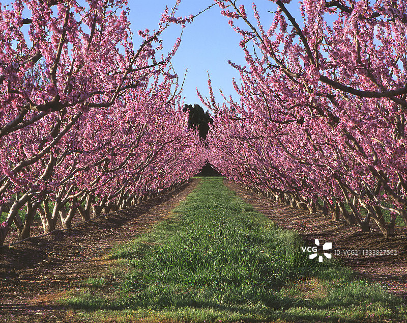 3月底法国比利牛斯山脉的桃花图片素材