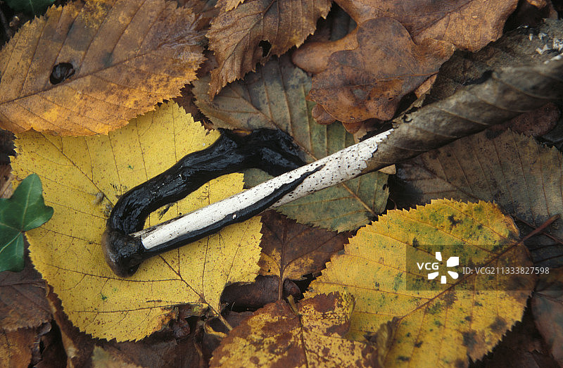 喜鹊与落叶，法国吉伦特省图片素材