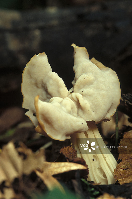 生长在法国吉伦特省灌木丛下的白色盔孢伞图片素材