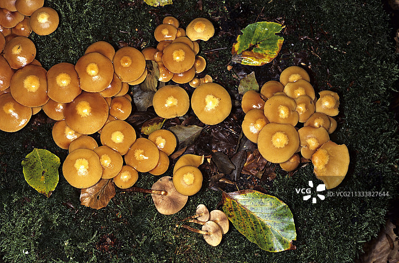 法国林地中的双色鳞伞图片素材