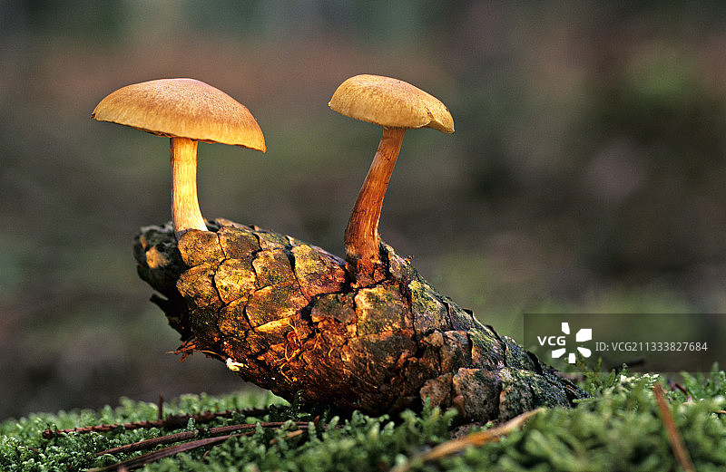 法国林下松果上的裸菇图片素材