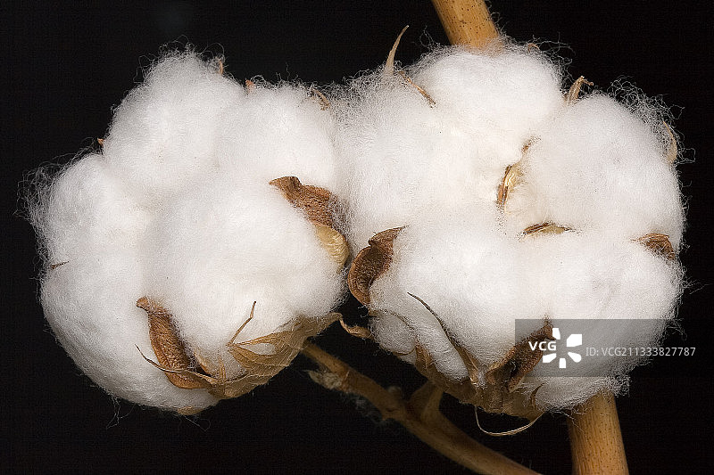 黑色背景上的棉纤维大图图片素材