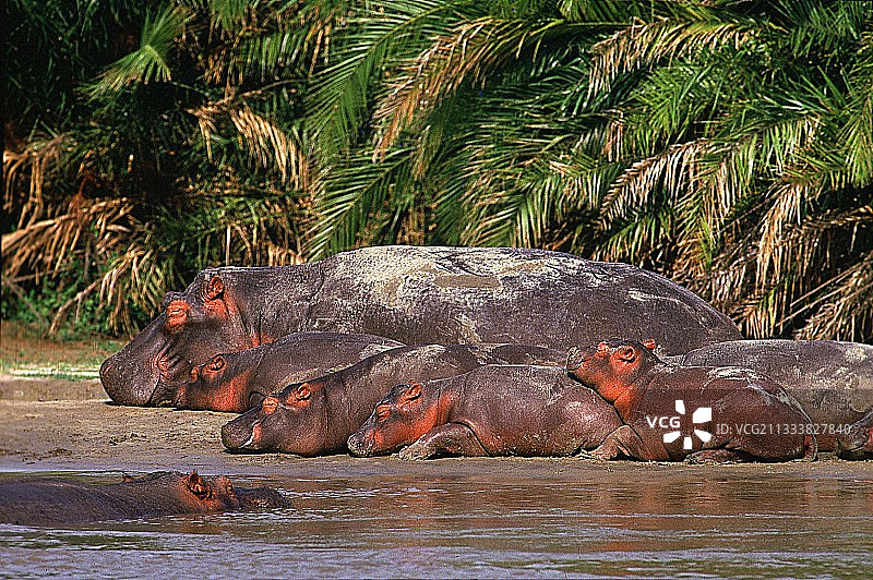 刚果维龙加国家公园的幼年河马图片素材
