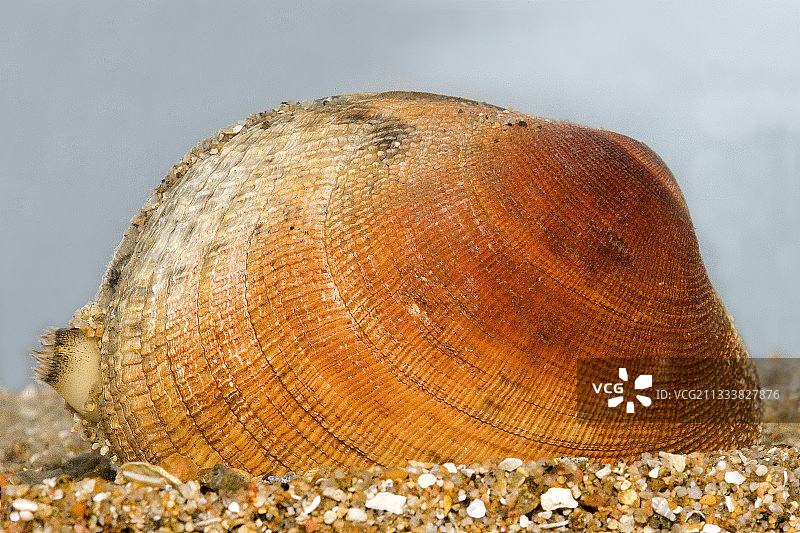 欧洲海螂的 портрет图片素材