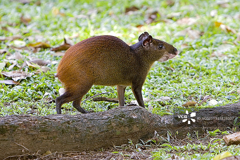法属圭亚那的刺豚鼠图片素材