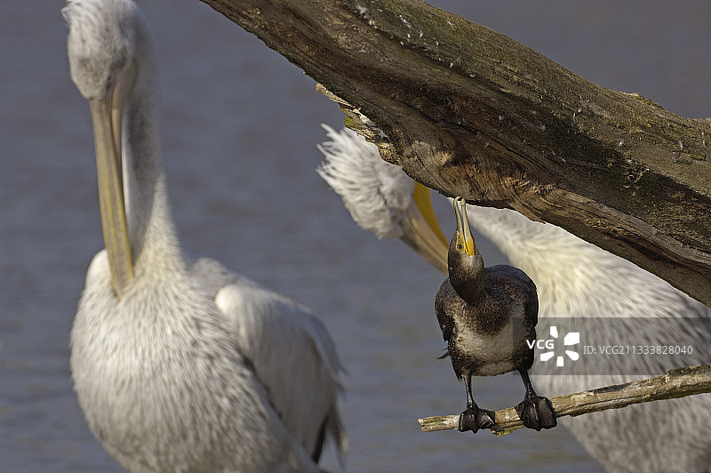 普通鸬鹚与卷羽鹈鹕在枯木上图片素材