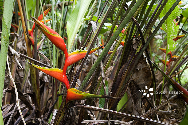 法属圭亚那的赫蕉花序图片素材