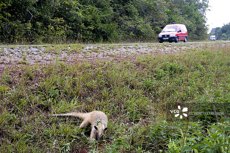 法属圭亚那路边的南方小食蚁兽图片素材