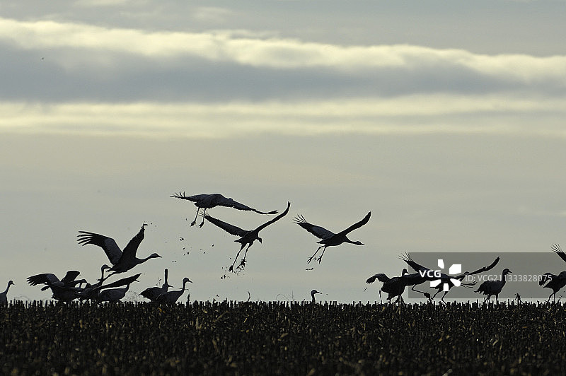 灰鹤从法国田野起飞图片素材