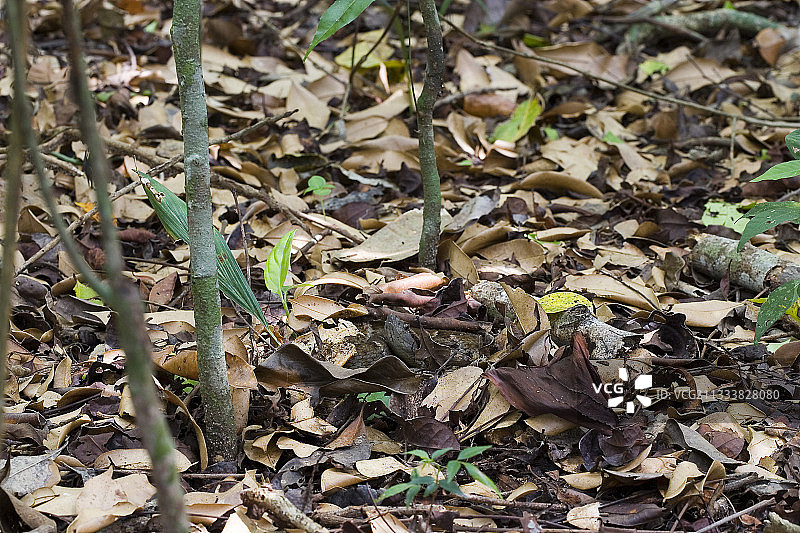 伪装在落叶中的黄胡子蛇图片素材