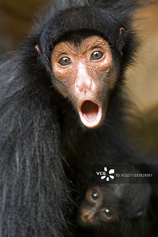 黑蜘蛛猴妈妈与法属圭亚那小猴一起叫喊图片素材