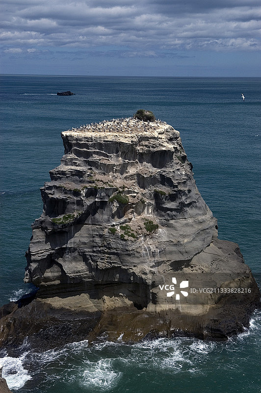 新西兰东海岸的鲣鸟栖息地图片素材