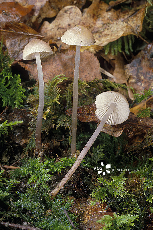 法国挤奶头巾图片素材