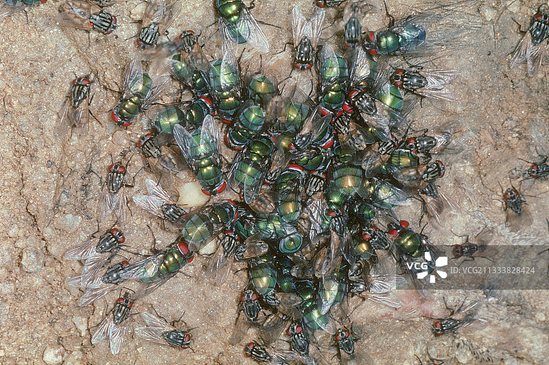 一群绿蝇在食物残渣上觅食图片素材