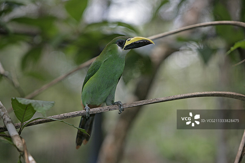 伯利兹树枝上的绿宝石小鵎鵼图片素材