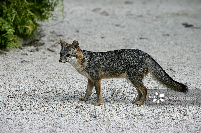 伯利兹的灰狐图片素材