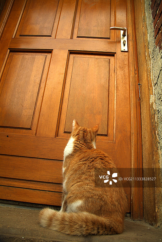 在法国门边等待的2岁半欧洲猫图片素材